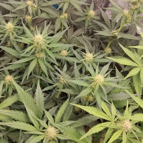 Fast Buds Mystery #4 growlog timeline photo