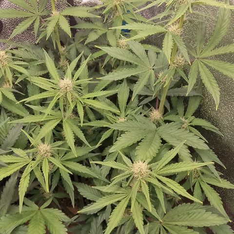Fast Buds Mystery #5 growlog timeline photo