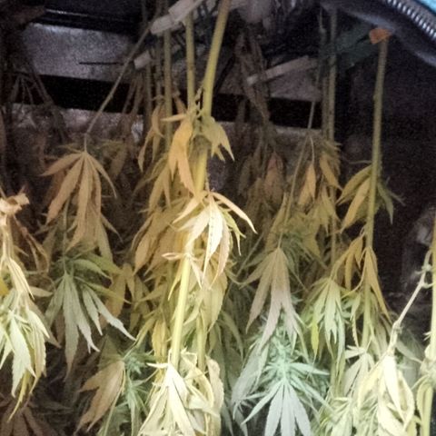 Doobies Pie growlog photo: Heute musste geerntet werden, da es die nächsten 2 Wochen stürmisches mit Regen durchmengtes Wetter gibt.