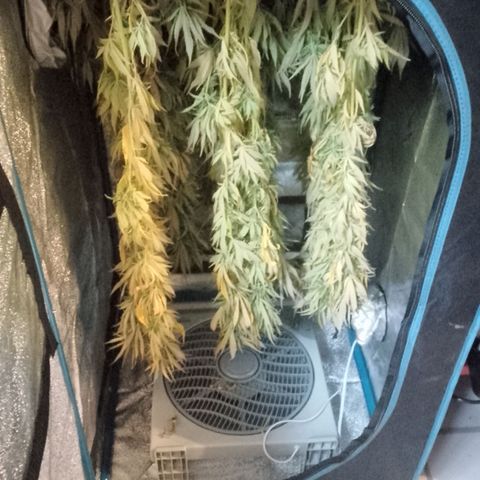 Doobies Pie growlog photo: Heute musste geerntet werden, da es die nächsten 2 Wochen stürmisches mit Regen durchmengtes Wetter gibt.