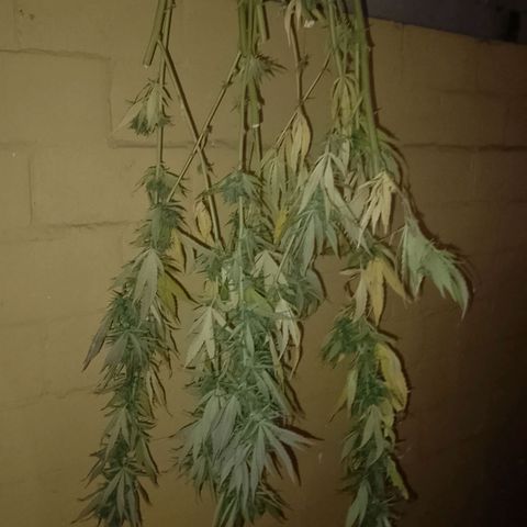 Doobies Pie growlog photo: Was nicht ins Zelt gepasst hat, hängt im Schuppen