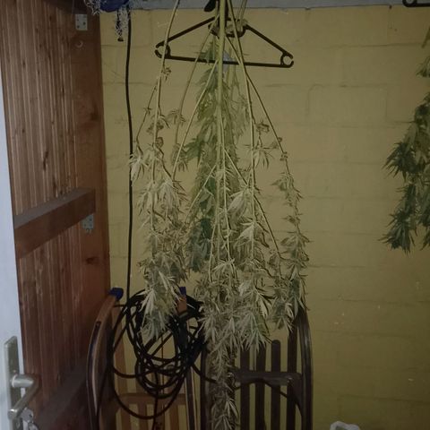 Doobies Pie growlog photo: Was nicht ins Zelt gepasst hat, hängt im Schuppen