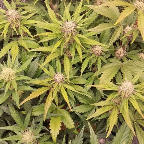 Fast Buds Mystery #5 growlog photo: Vor der Entlaubung