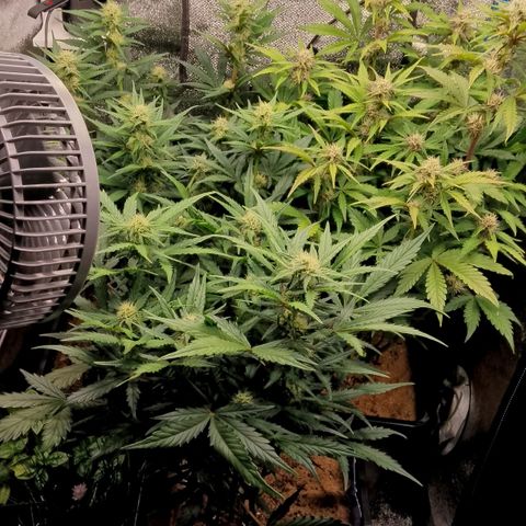 Fast Buds Mystery #5 growlog photo: Vor der Entlaubung