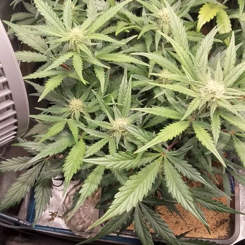 Fast Buds Mystery #5 growlog photo: Vor der Entlaubung