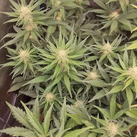 Fast Buds Mystery #5 growlog photo: Vor der Entlaubung