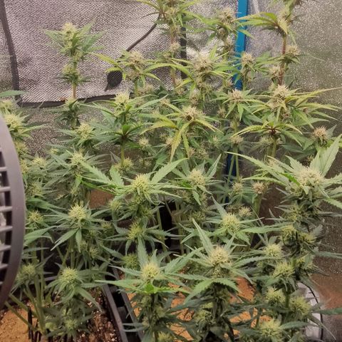 Fast Buds Mystery #5 growlog photo: Nach der Entlaubung 