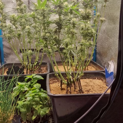 Fast Buds Mystery #5 growlog photo: Nach der Entlaubung 