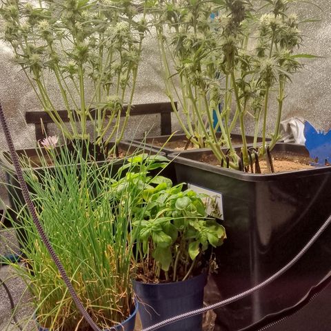 Fast Buds Mystery #5 growlog photo: Nach der Entlaubung 