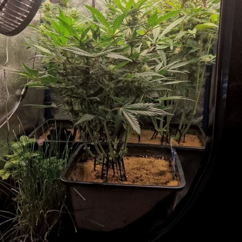 Fast Buds Mystery #5 growlog photo: Vor der Entlaubung