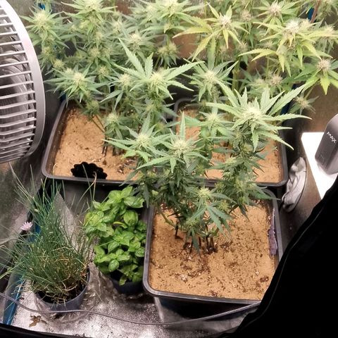 Fast Buds Mystery #5 growlog photo: Nach der Entlaubung 