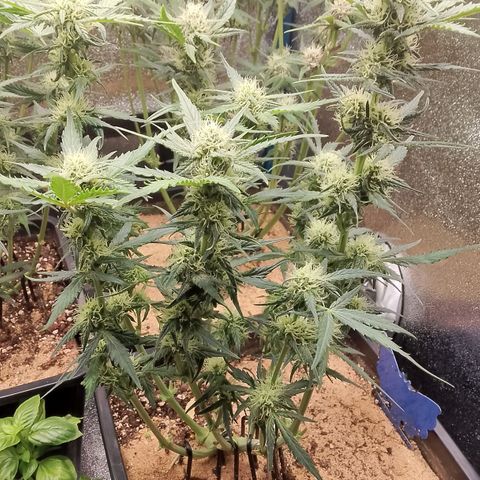 Fast Buds Mystery #3 growlog timeline photo