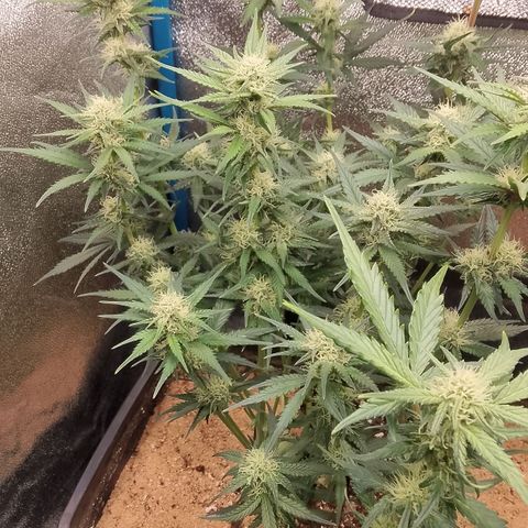 Fast Buds Mystery #4 growlog timeline photo