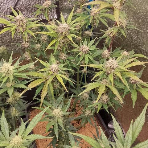 Fast Buds Mystery #5 growlog timeline photo