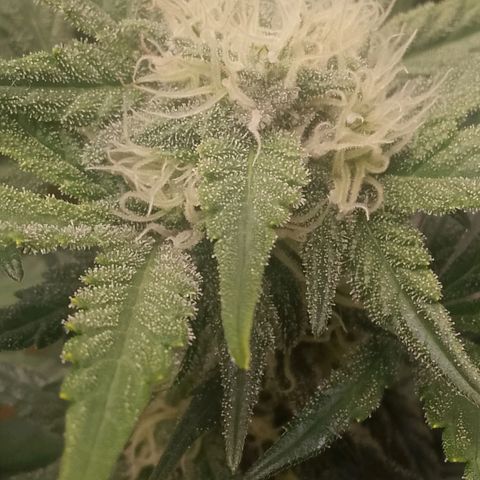 Fast Buds Mystery #3 growlog timeline photo