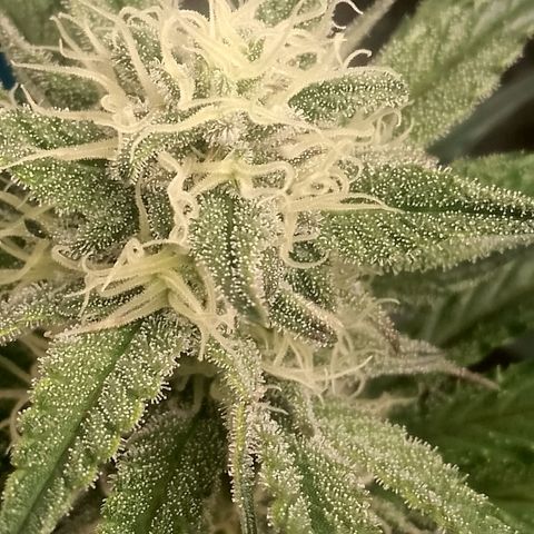 Fast Buds Mystery #4 growlog timeline photo