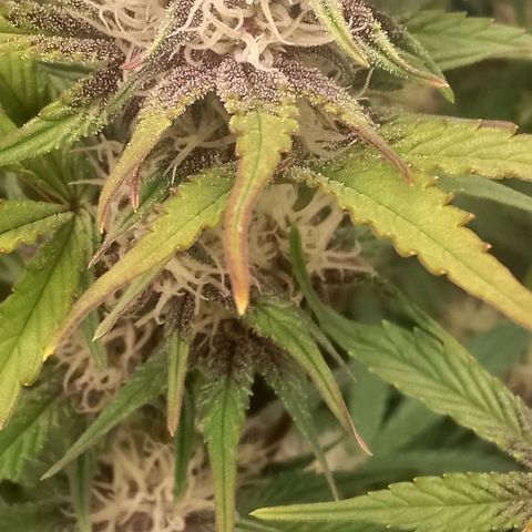 Fast Buds Mystery #5 growlog timeline photo