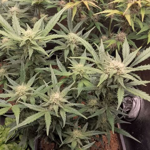 Fast Buds Mystery #3 growlog timeline photo
