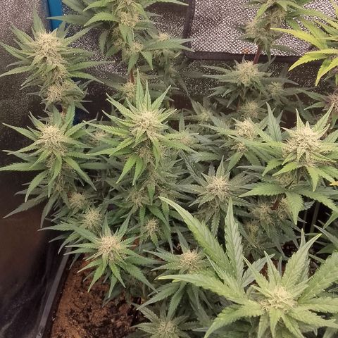 Fast Buds Mystery #4 growlog timeline photo