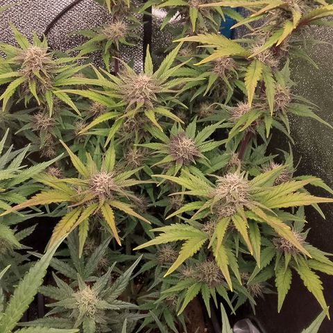 Fast Buds Mystery #5 growlog timeline photo
