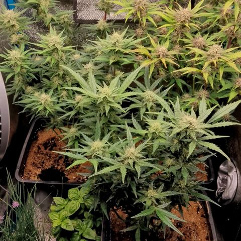 Fast Buds Mystery #5 growlog timeline photo