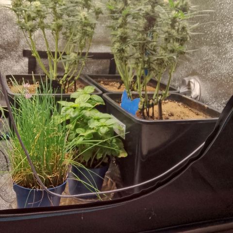 Fast Buds Mystery #5 growlog timeline photo