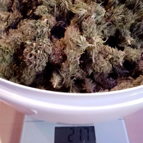 Doobies Pie growlog timeline photo