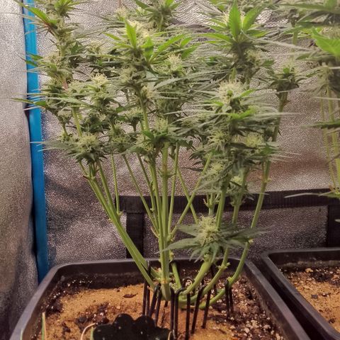 Fast Buds Mystery #4 growlog timeline photo