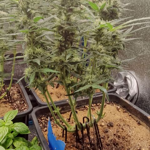 Fast Buds Mystery #3 growlog timeline photo