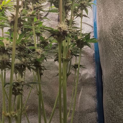Fast Buds Mystery #5 growlog timeline photo
