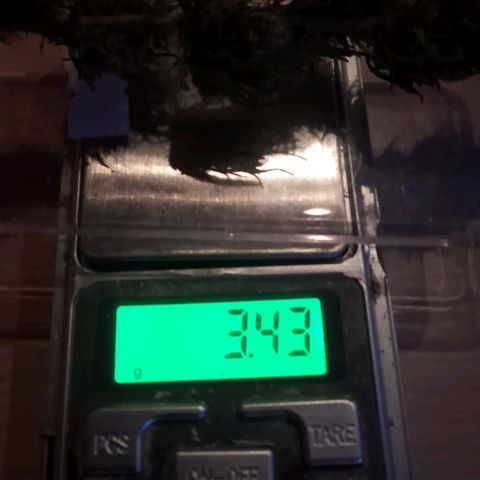 Doobies Pie growlog photo: Der 2. Teil ist trocken 😊