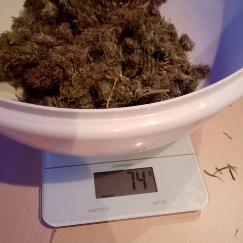 Doobies Pie growlog photo: Der 2. Teil ist trocken 😊
