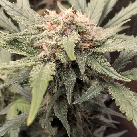 Fast Buds Mystery #3 growlog timeline photo