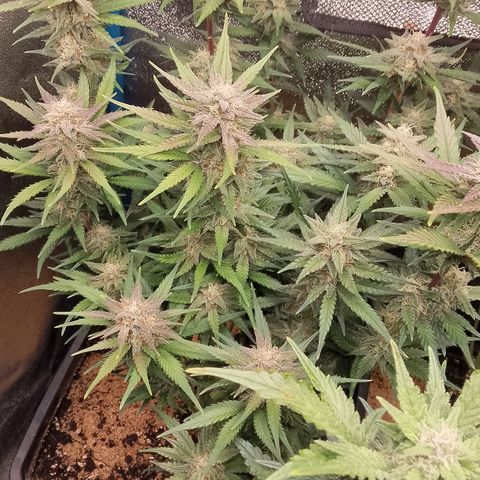 Fast Buds Mystery #4 growlog timeline photo