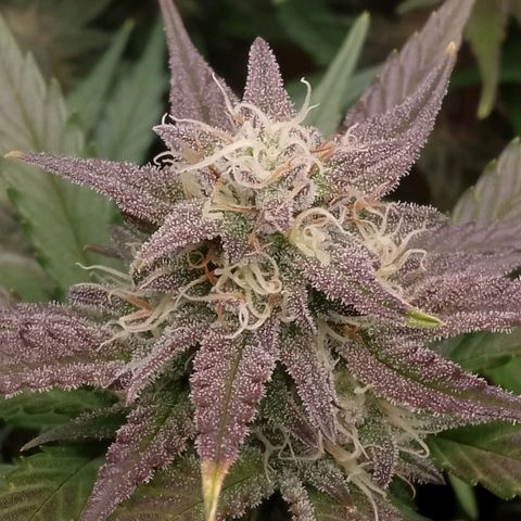 Fast Buds Mystery #4 growlog timeline photo