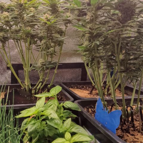 Fast Buds Mystery #5 growlog timeline photo