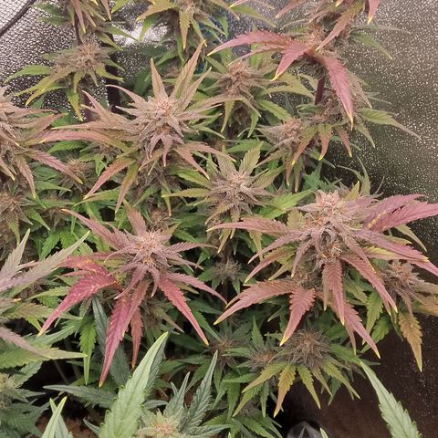 Fast Buds Mystery #5 growlog timeline photo
