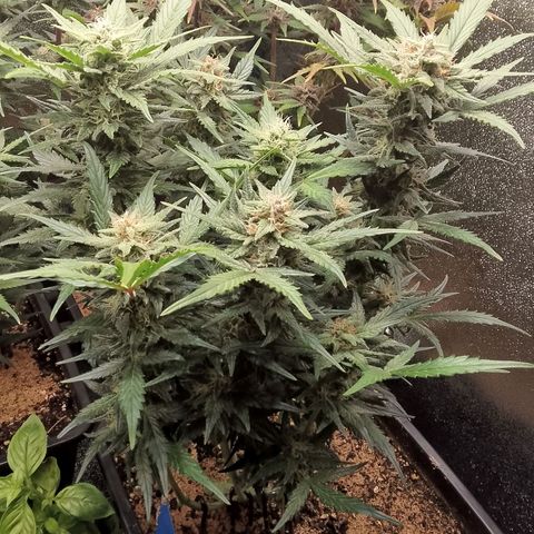 Fast Buds Mystery #3 growlog timeline photo