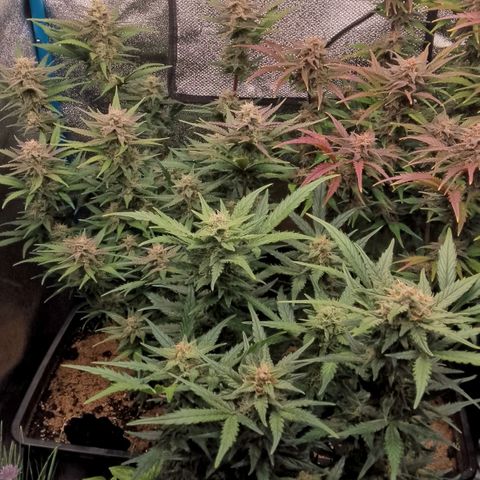 Fast Buds Mystery #5 growlog timeline photo