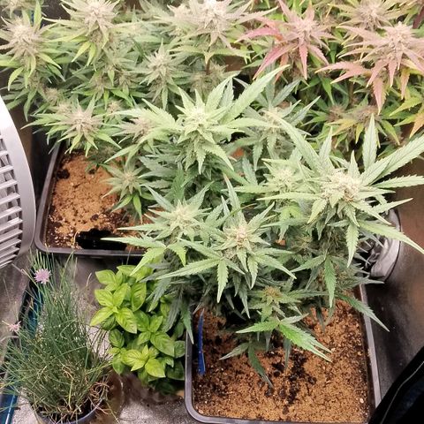 Fast Buds Mystery #3 growlog timeline photo