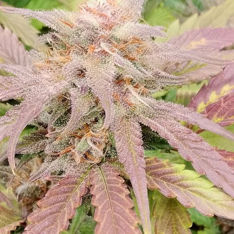 Fast Buds Mystery #5 growlog timeline photo
