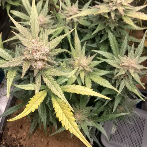 Fast Buds Mystery #3 growlog timeline photo