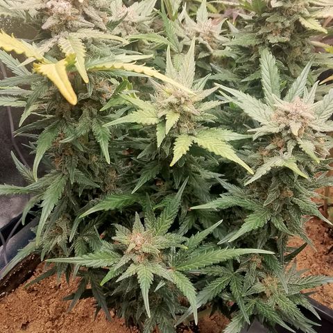 Fast Buds Mystery #3 growlog timeline photo