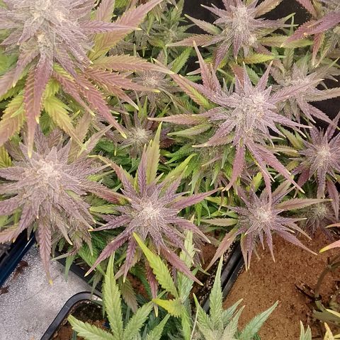 Fast Buds Mystery #4 growlog timeline photo