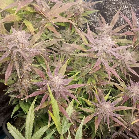 Fast Buds Mystery #4 growlog timeline photo