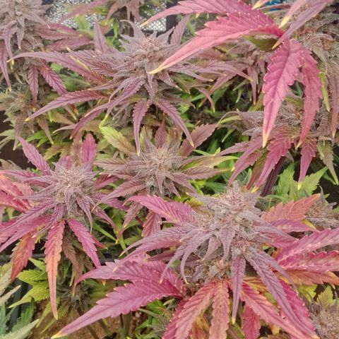 Fast Buds Mystery #5 growlog timeline photo