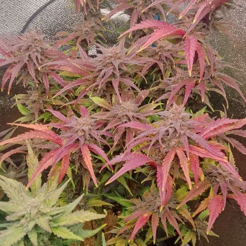 Fast Buds Mystery #5 growlog timeline photo