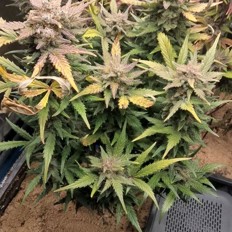Fast Buds Mystery #3 growlog timeline photo