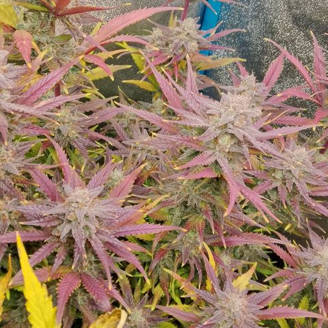 Fast Buds Mystery #4 growlog timeline photo