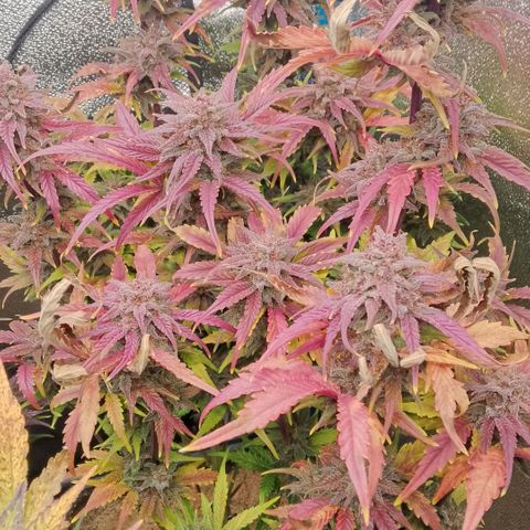 Fast Buds Mystery #5 growlog timeline photo